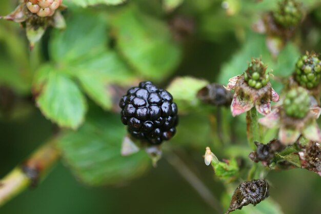 Ripe and unripe blackberry fruits on the bush close up