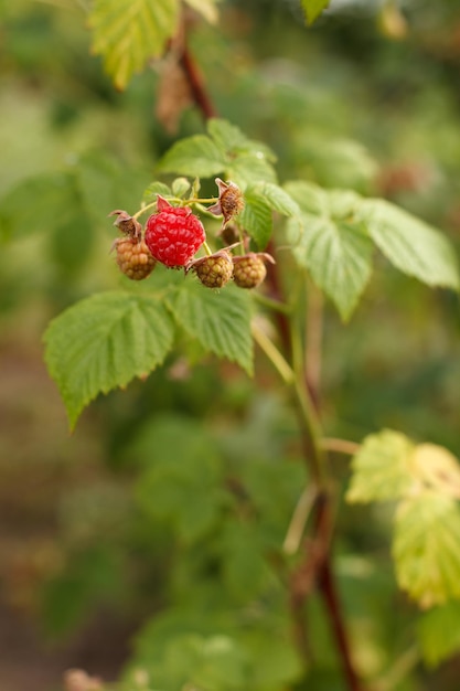 Ripe and unripe raspberries in the fruit garden Raspberry bush in summer day