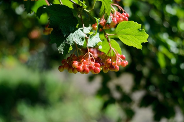 ripe viburnum berries on a branch close-up