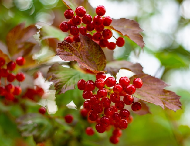 Ripe viburnum berries on a bush in summer