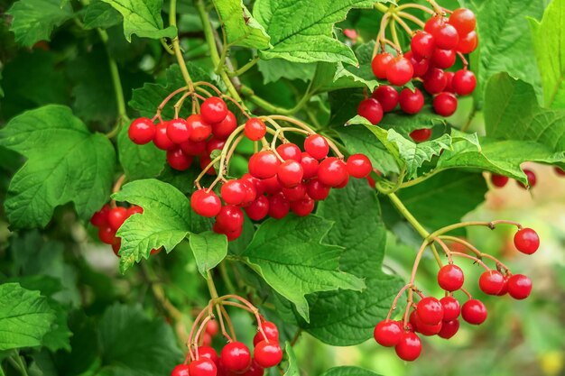 ripe viburnum berries grow on a viburnum bush. cultivation of viburnum concept