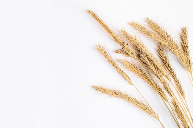 Ripe wheat ears on a white background Autumn harvest concept