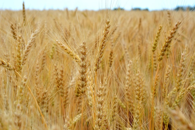 ripe wheat field with ears of wheat isolated macro photography