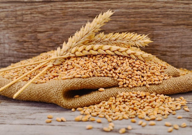 Ripe wheat grains