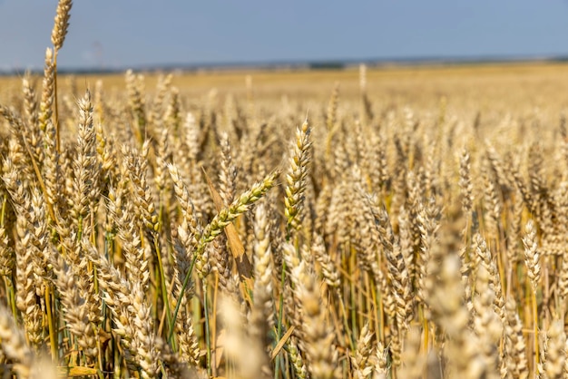 Ripe wheat harvest in summer