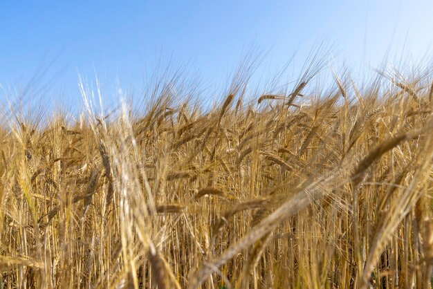 Ripe wheat harvest in summer