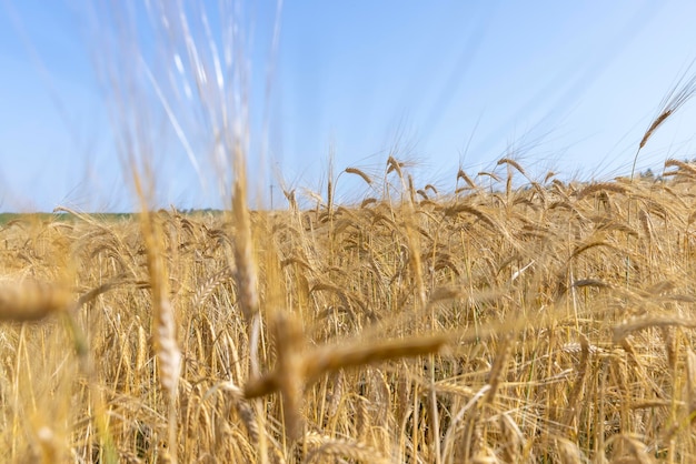 Ripe wheat harvest in summer