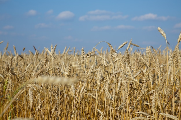 Ripe wheat landscape against blue sky