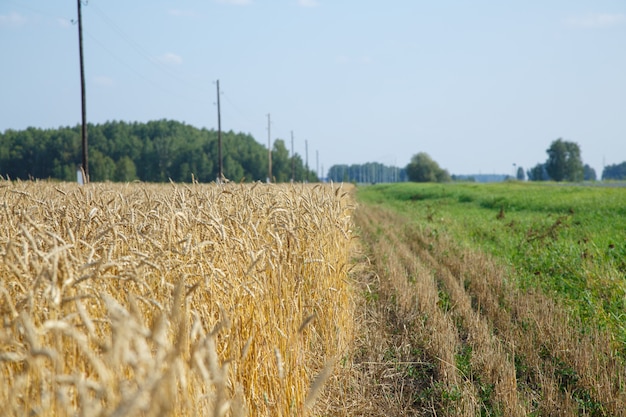 Ripe wheat landscape against blue sky