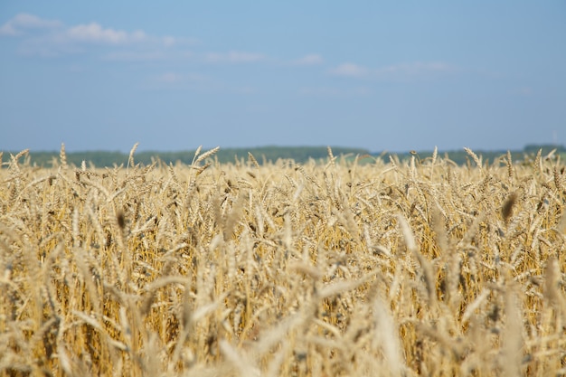 Ripe wheat landscape against blue sky