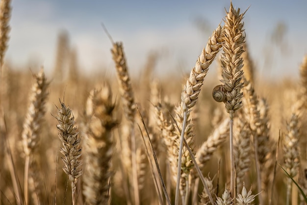 Ripe Wheat Spike in Summer Field Macro Shot