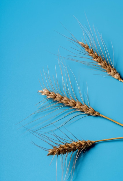 Ripe wheat spikelets over blue paper background,flat lay.