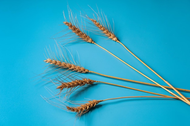 Ripe wheat spikelets over blue paper background.