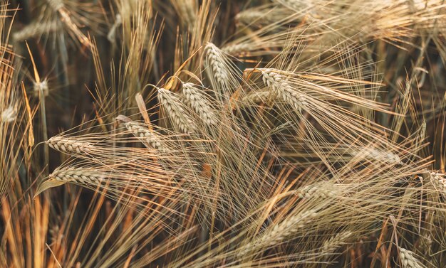 Photo ripe wheat spikes on the wheat field against blue sky, wheat harvest in late summer