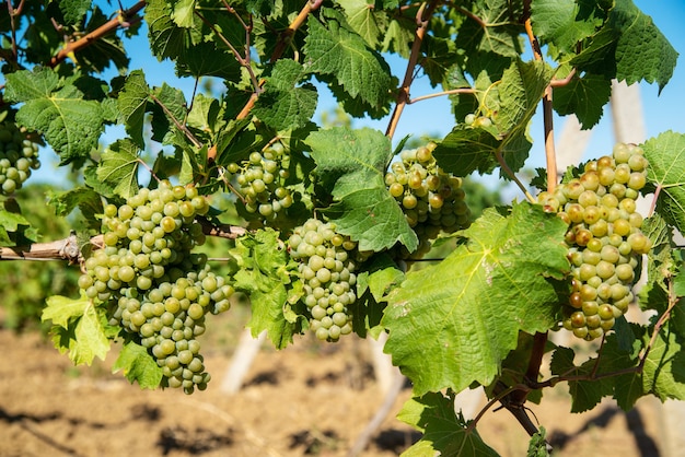 Ripe white grapes in the vineyard in the rays of the bright sun