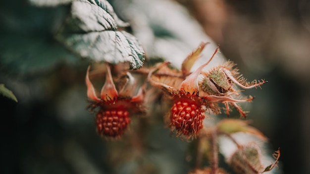 Ripe wiild raspberries in forest