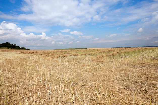 Ripe yellow cereals - Agricultural field on which grow ripe yellowed cereals