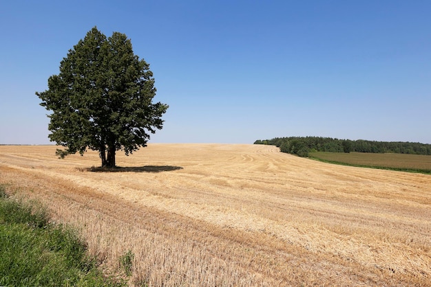 Ripe yellow cereals