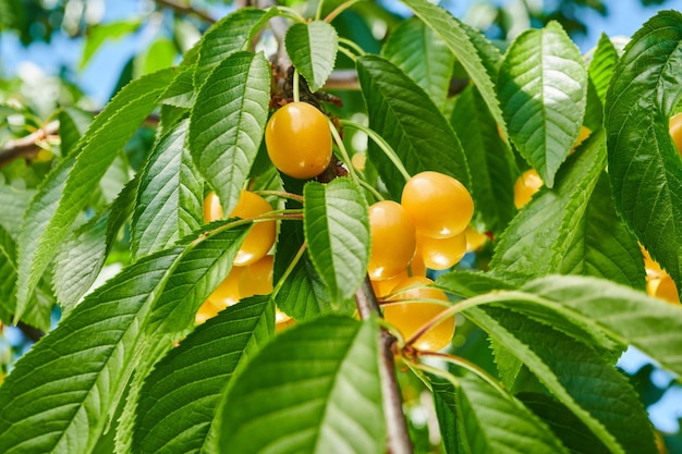 Ripe yellow cherries on the tree