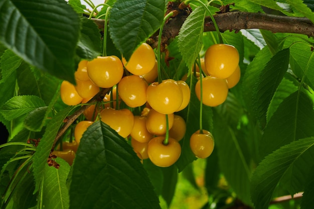 Ripe yellow cherries on the tree