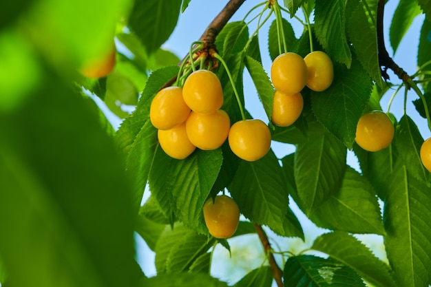 Ripe yellow cherries on the tree