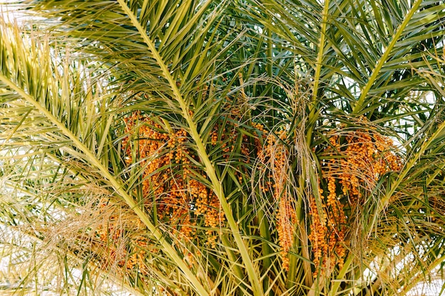 Ripe yellow dates among the green foliage of a palm tree