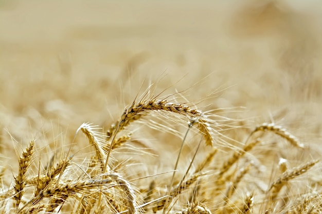 Ripe yellow ears of corn on a background field