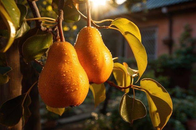 Ripe yellow pears on tree branch with green leaves and water drops in fruit garden closeup Sunlight and blurry background