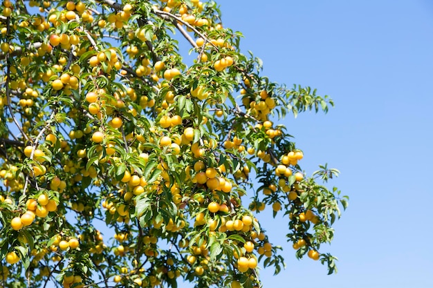 Ripe yellow plums on tree branches with green leaves against a blue sky