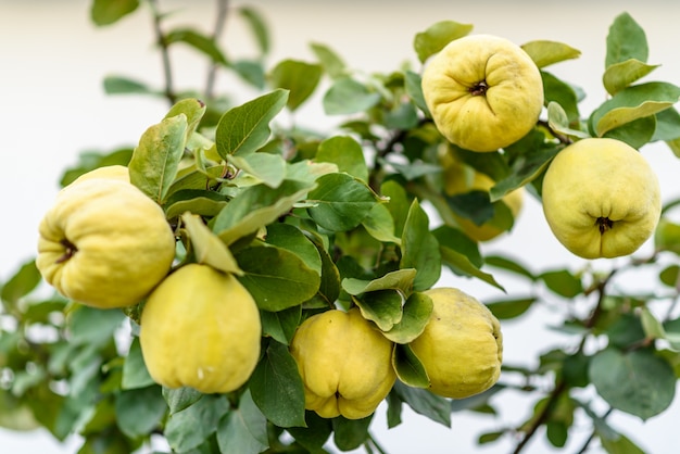 Ripe yellow quince