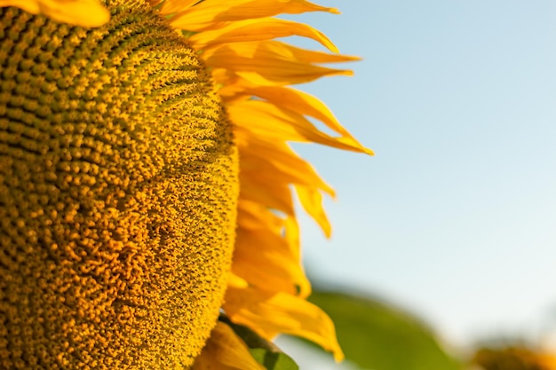 Ripe yellow sunflower on the field close up