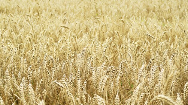 Ripe yellow wheat grows on a wheat field