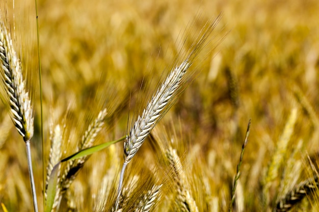 ripe yellowed cereals