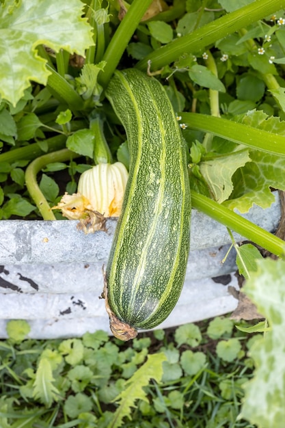 Ripe zucchini grow in the garden beds on the farm