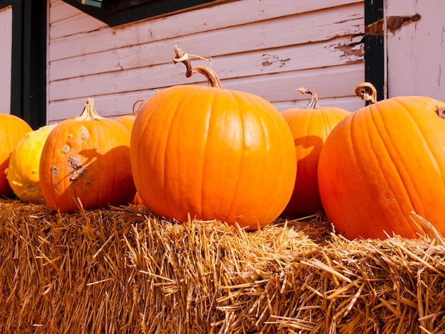 Riped pumpkins at the pumpking field.