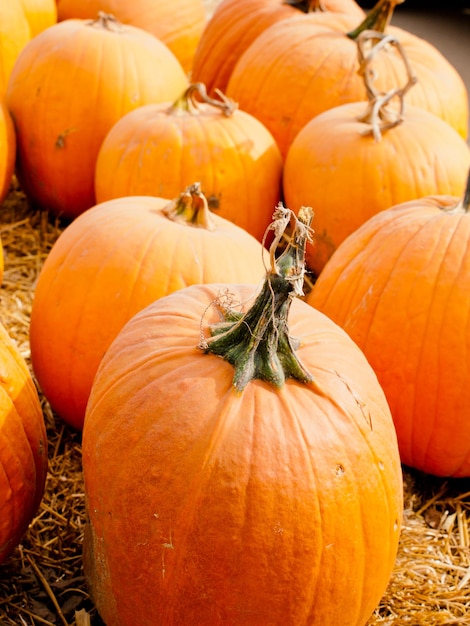 Riped pumpkins at the pumpking field.