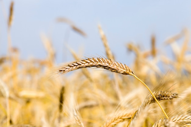 ripened wheat landscape