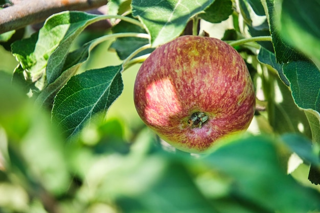 Ripening apple hanging tree against background green foliage on bright sunny summer day