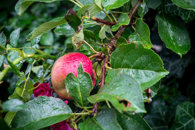 ripening apples on the branches of a tree in the garden after rain