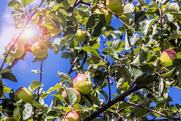 Ripening apples on a tree in the garden