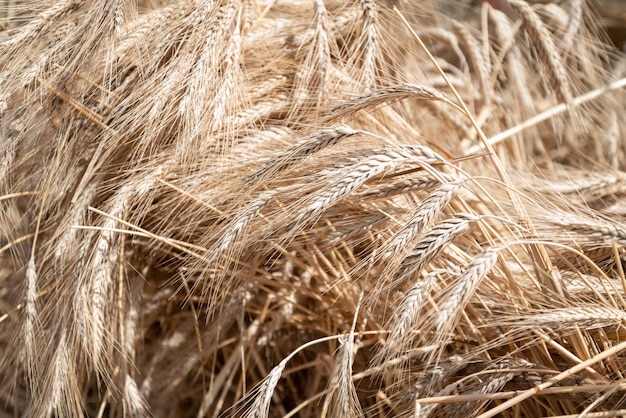 Ripening ears of rye in field in summer close up