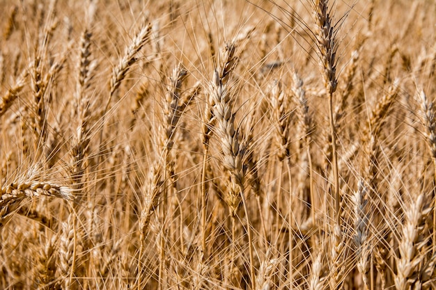 Ripening of ears of wheat on the field. Summer season, harvest, cereals, cereals are ripening.