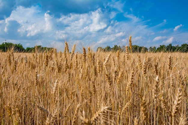 Ripening of ears of wheat on the field. Summer season, harvest, cereals, cereals are ripening.