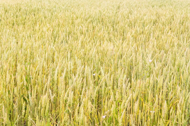 Ripening ears of yellow wheat field as background