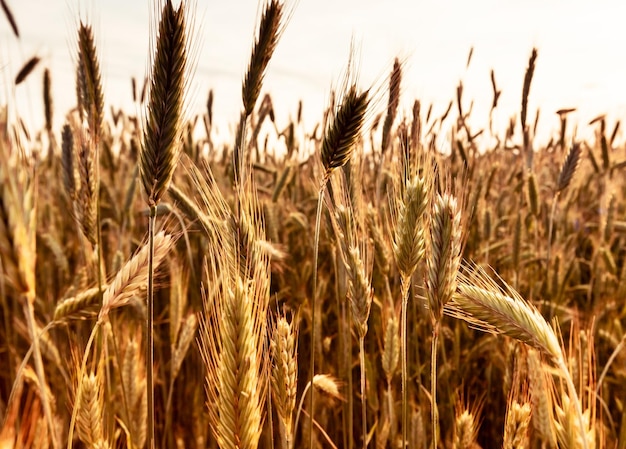 Ripening golden wheat ears Crops field background Nature beauty Silence calmness peace concept