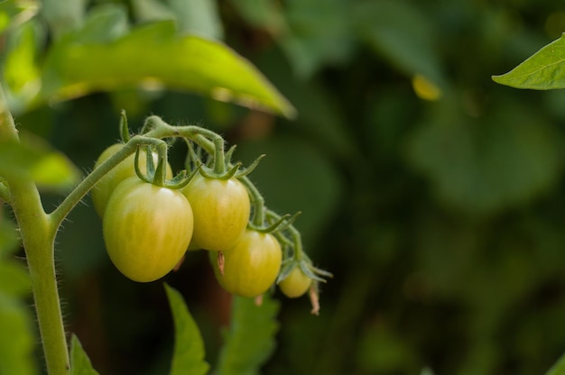 Ripening green tomatoes on a branch on a green blurred background with space for text