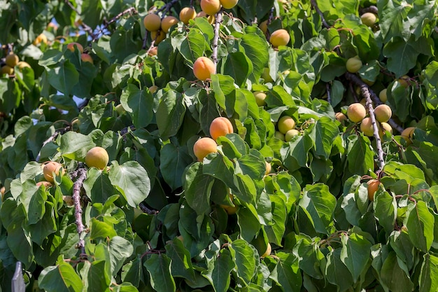 Ripening juicy orange apricots hanging on a branch closeup