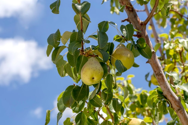 Ripening juicy pear hanging on a branch closeup