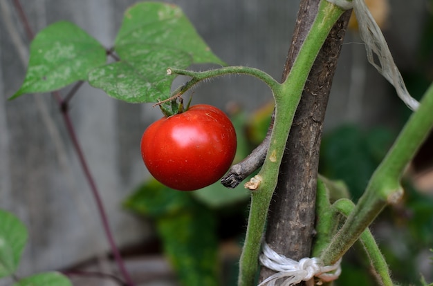 Ripening juicy tomatoes 