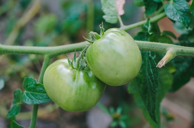 Ripening juicy tomatoes